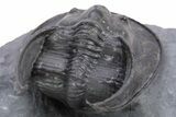 Gorgeous Scotoharpes Trilobite - Boudib, Morocco #359166-5